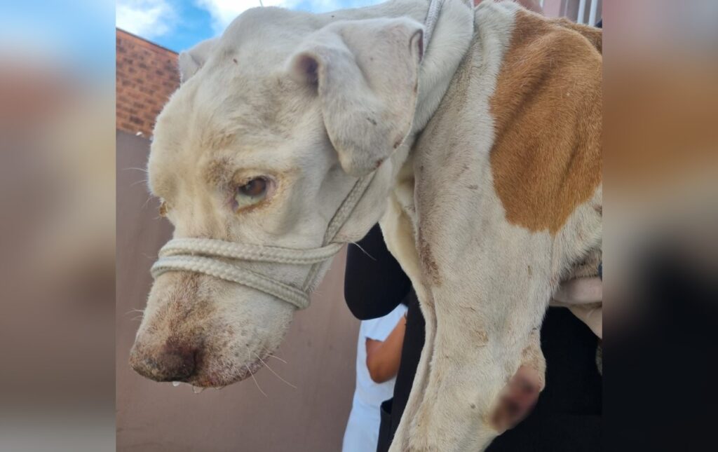 Homem é Detido por Maltratar e Deixar Cão sem Alimentação por 15 Dias em Sorocaba Homem é Detido por Maltratar e Deixar Cão sem Alimentação por 15 Dias em Sorocaba