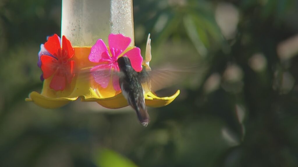 Observação de Aves: Um Atraente Destino em Piedade Observação de Aves: Um Atraente Destino em Piedade