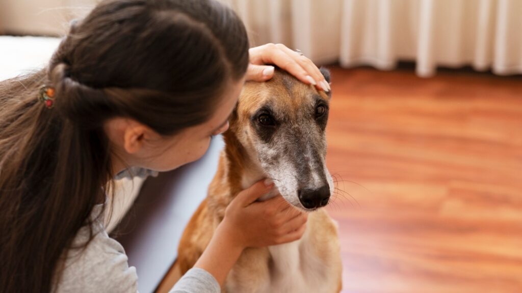 Pets Ansiosos: Como Identificar e Prevenir Problemas de Saúde nos Animais