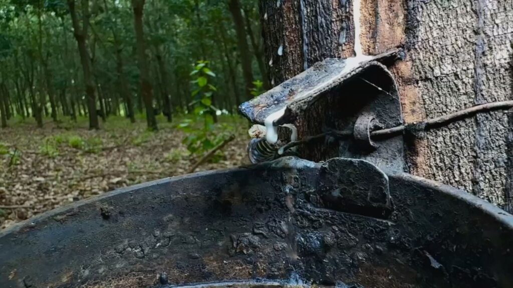Impacto das Chuvas na Produção de Látex no Oeste Paulista Imagem do artigo