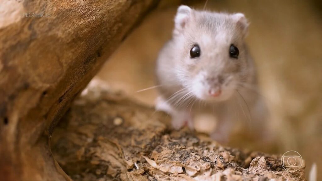 Como um problema com hamster gerou uma startup faturando quase R$ 500 mil por ano Como um problema com hamster gerou uma startup faturando quase R$ 500 mil por ano
