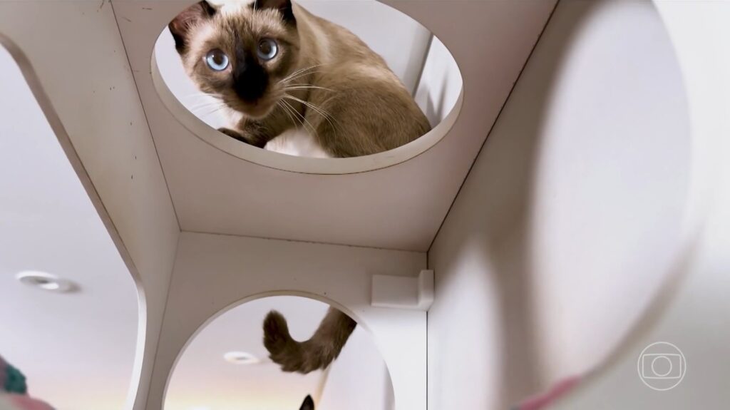 Móveis Sob Medida para Felinos: Arquitetos Transformam Paixão em Lucro de R$ 96 mil Móveis Sob Medida para Felinos: Arquitetos Transformam Paixão em Lucro de R$ 96 mil