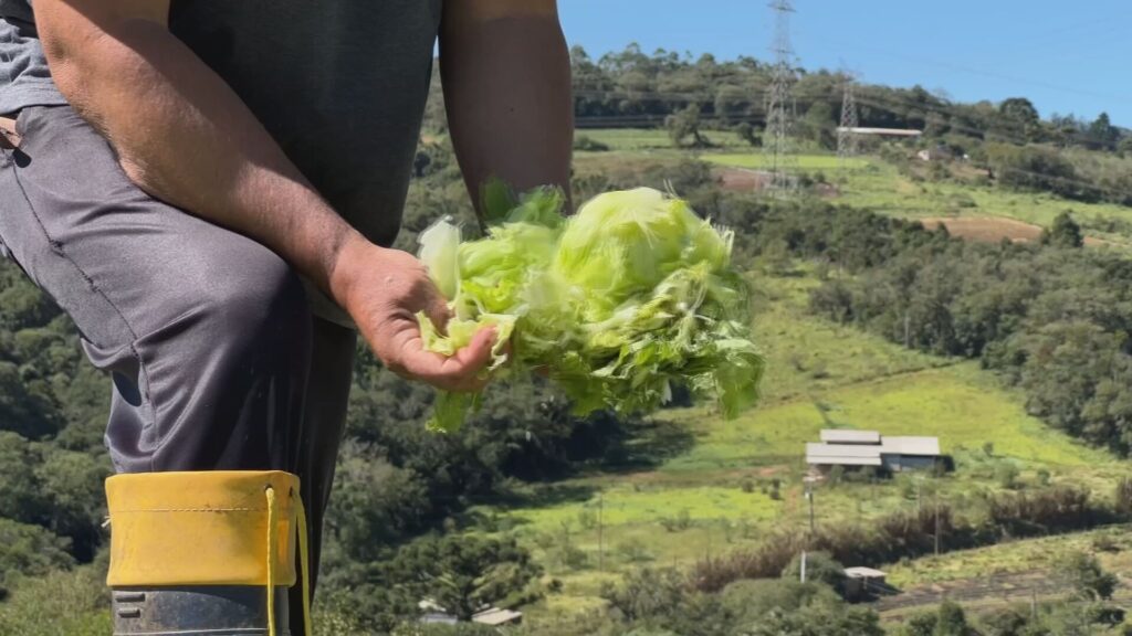 Prejuízos Agrícolas em Piedade: Produtores Perdem Toneladas de Alimentos Após Temporal Prejuízos Agrícolas em Piedade: Produtores Perdem Toneladas de Alimentos Após Temporal