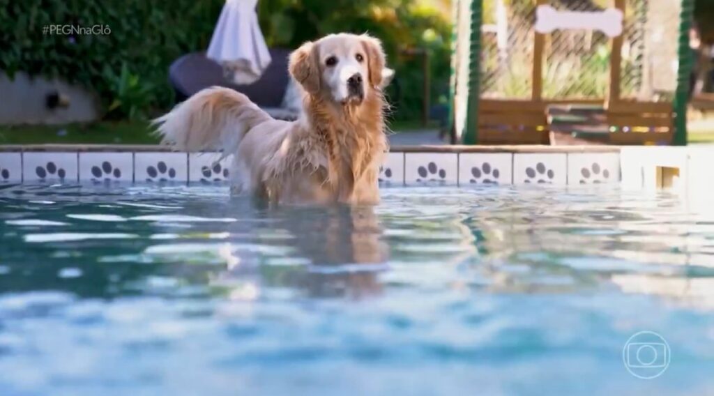 Resort para cães: conheça o espaço que une conforto e saúde para pets Resort para cães: conheça o espaço que une conforto e saúde para pets