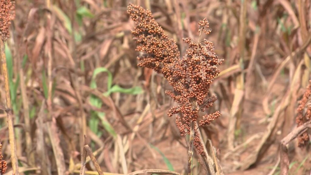 Sorgo: A Nova Alternativa de Renda para Produtores do Noroeste Paulista Sorgo: A Nova Alternativa de Renda para Produtores do Noroeste Paulista