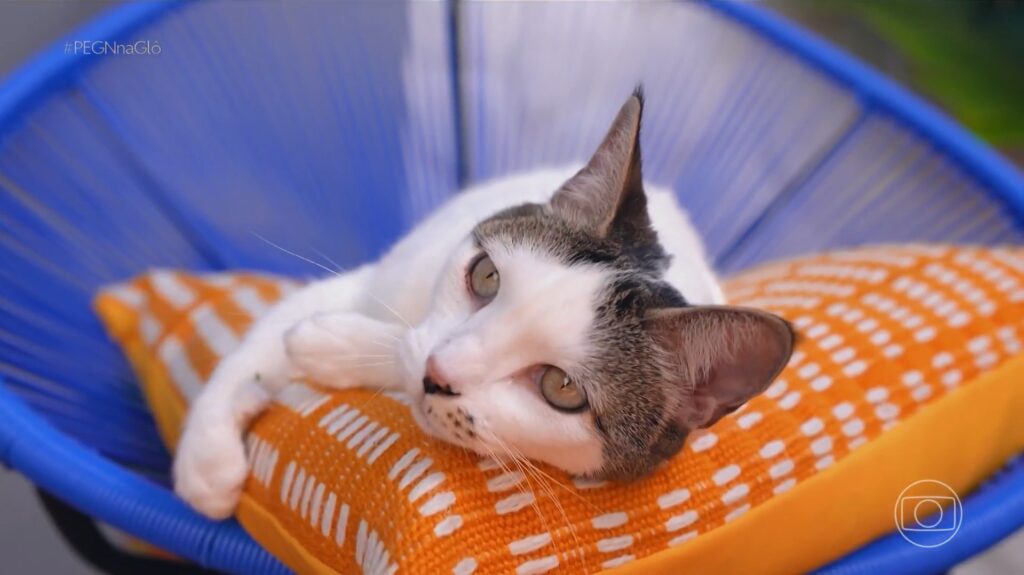 Como a Erva dos Gatos Transformou a Carreira de uma Arquiteta em um Negócio Lucrativo Como a Erva dos Gatos Transformou a Carreira de uma Arquiteta em um Negócio Lucrativo