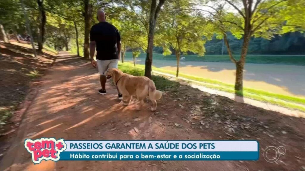 Passeios Diários: Como Ajudam a Saúde e Energia dos Pets Passeios Diários: Como Ajudam a Saúde e Energia dos Pets