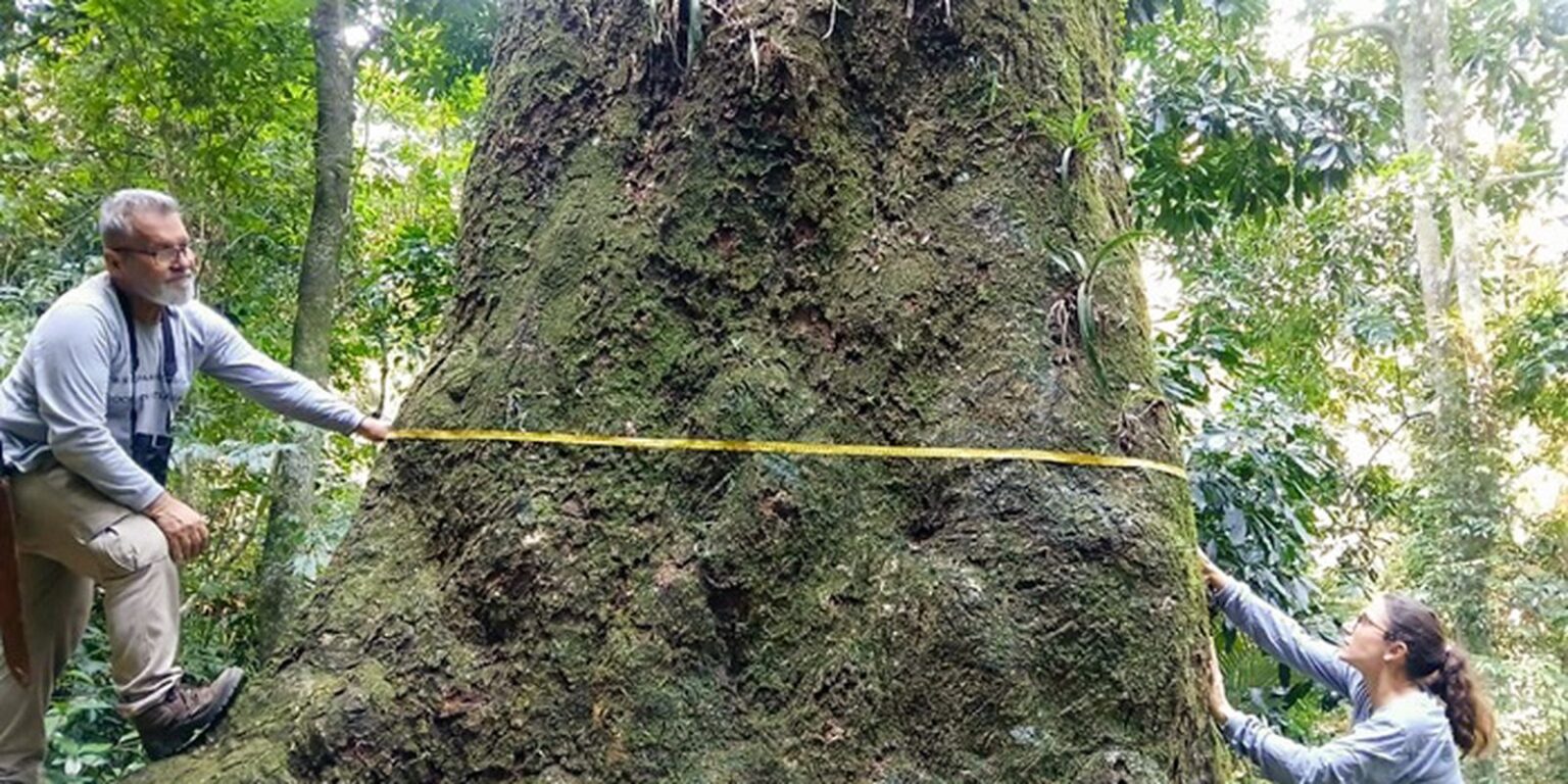 Jequitibá-Rosa de Aproximadamente 500 Anos Descoberto em Parque no Rio de Janeiro Imagem do artigo