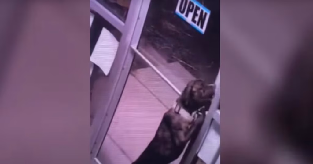 Pitbull Famoso por Fugir de Abrigo Viraliza na Internet