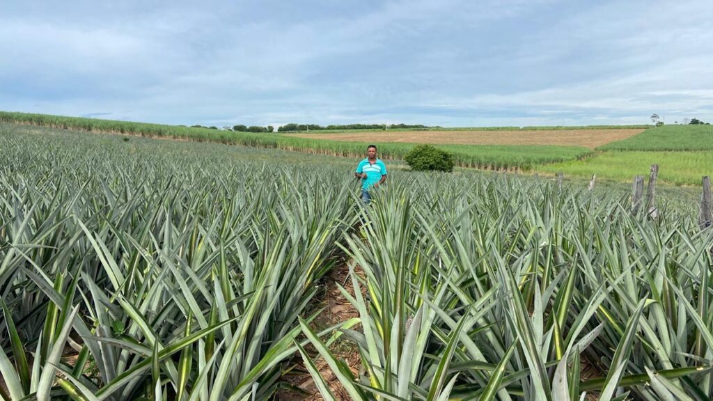 Abacaxi Fluminense: Pilar da Fruticultura e Impulsionador da Agricultura Familiar Abacaxi Fluminense: Pilar da Fruticultura e Impulsionador da Agricultura Familiar