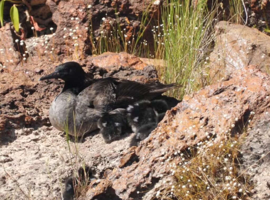Turismo no Jalapão: novas regras para proteção do pato-mergulhão em período de reprodução