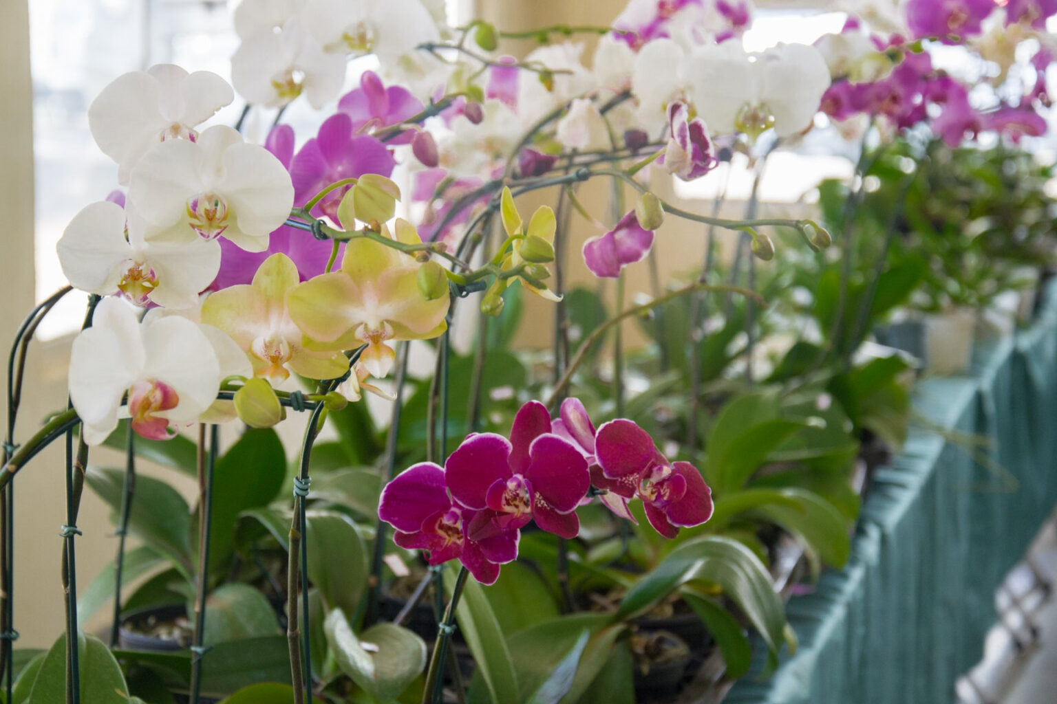 42ª Exposição Nacional de Orquídeas em Catanduva: Uma Celebração da Natureza 42ª Exposição Nacional de Orquídeas em Catanduva: Uma Celebração da Natureza