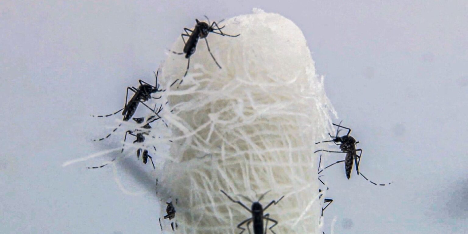 Crescimento da Dengue nas Américas: Mudanças Climáticas como Fator Impulsionador Crescimento da Dengue nas Américas: Mudanças Climáticas como Fator Impulsionador