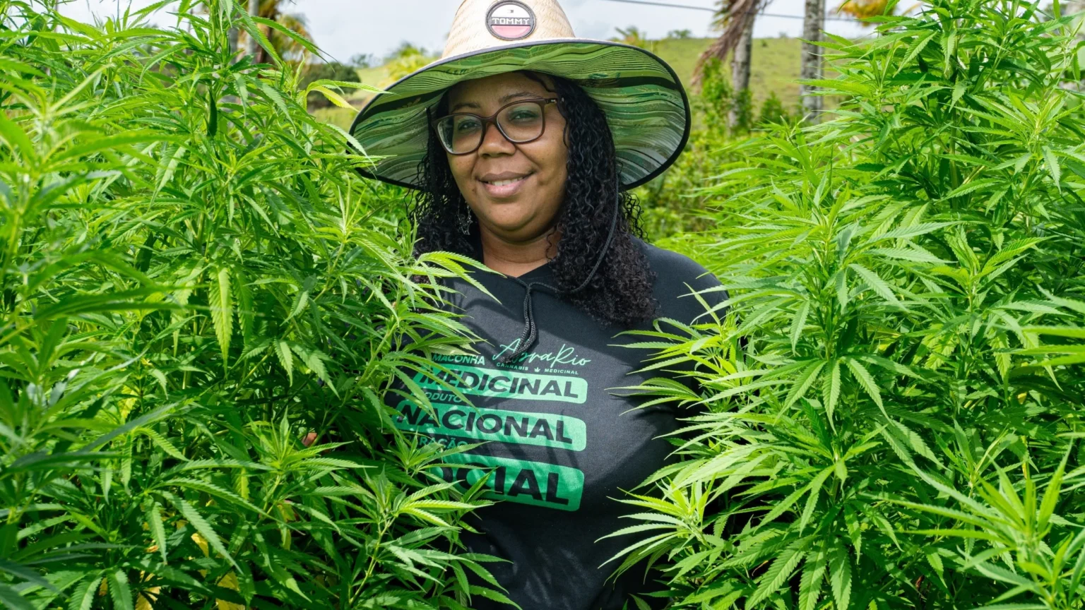 Decisão judicial definitiva autoriza cultivo de cannabis medicinal em Niterói Decisão judicial definitiva autoriza cultivo de cannabis medicinal em Niterói