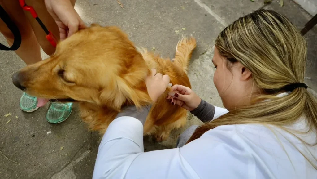 Vacinação Antirrábica Animal avança na Zona Norte de Niterói com postos distribuídos pela cidade Vacinação Antirrábica Animal avança na Zona Norte de Niterói com postos distribuídos pela cidade