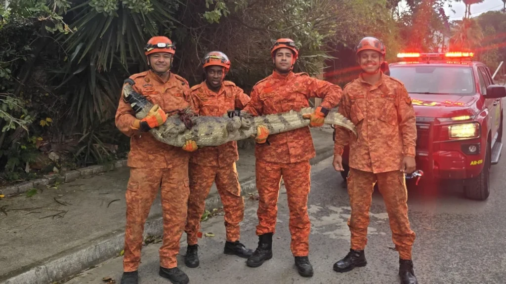 Jacarés em Niterói: como esses répteis estão se adaptando às áreas urbanas
