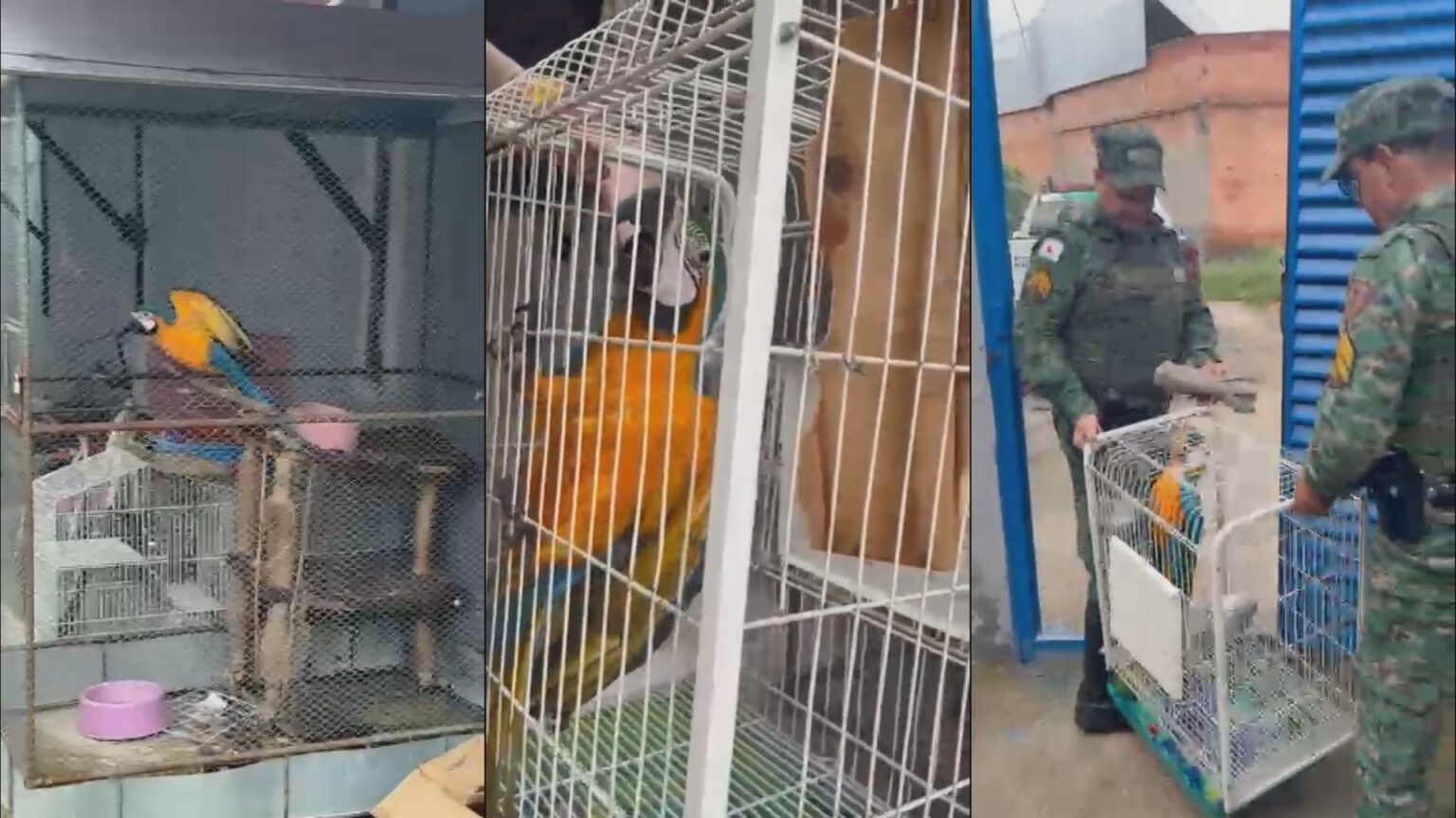 Aliado do Comando Vermelho é Capturado em Minas Gerais por Tráfico de Animais Silvestres Aliado do Comando Vermelho é Capturado em Minas Gerais por Tráfico de Animais Silvestres