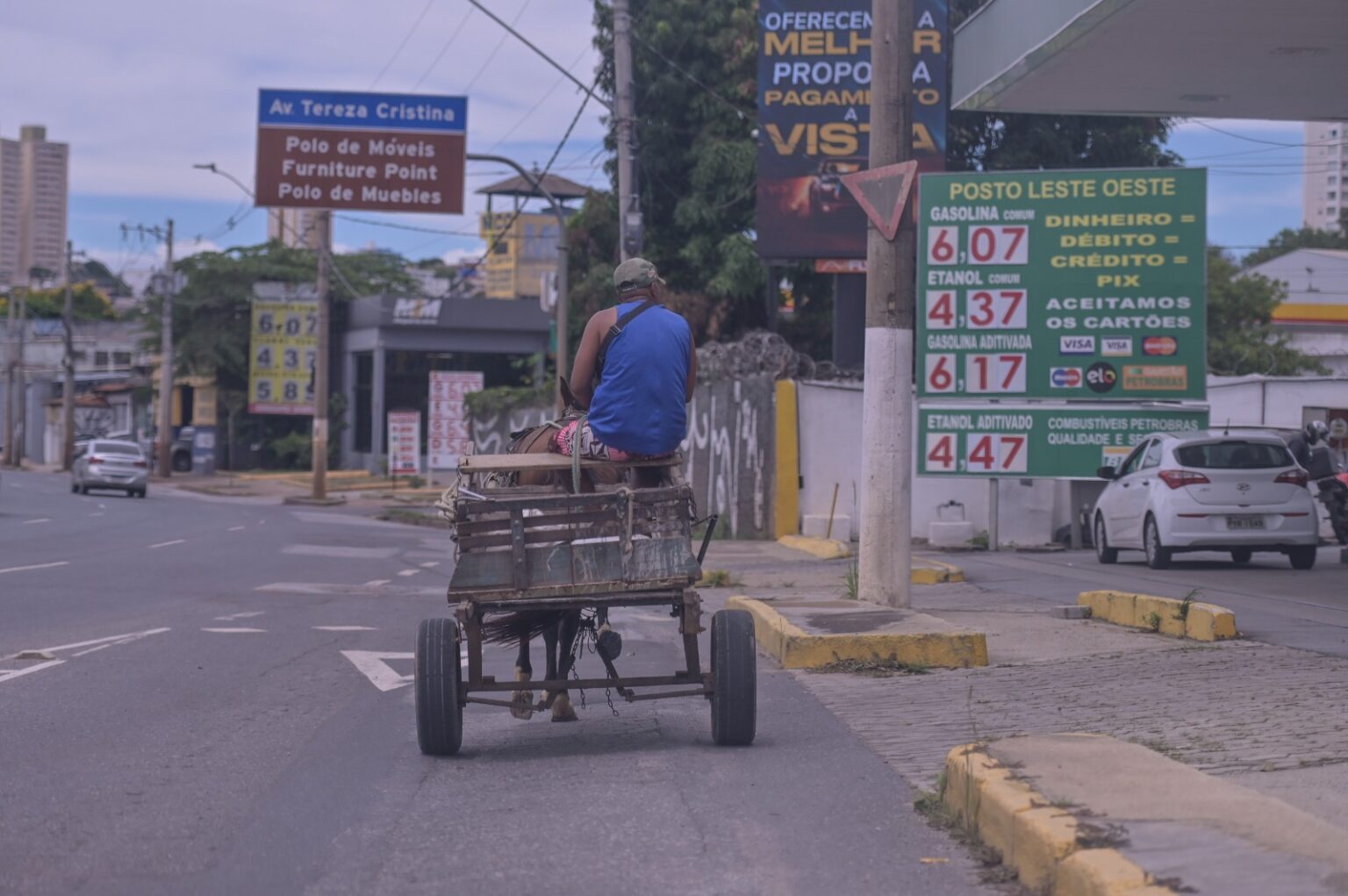 Belo Horizonte: Proibição de Tração Animal Sem Apoio aos Carroceiros Pode Gerar Crise