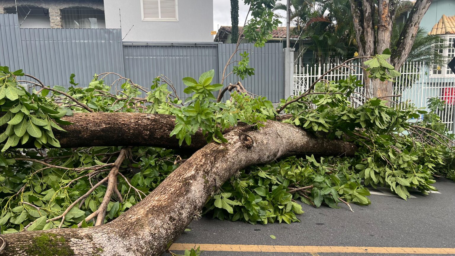 Chuva em MG: 45 Árvores Caem em 24 Horas e Causam Transtornos Chuva em MG: 45 Árvores Caem em 24 Horas e Causam Transtornos