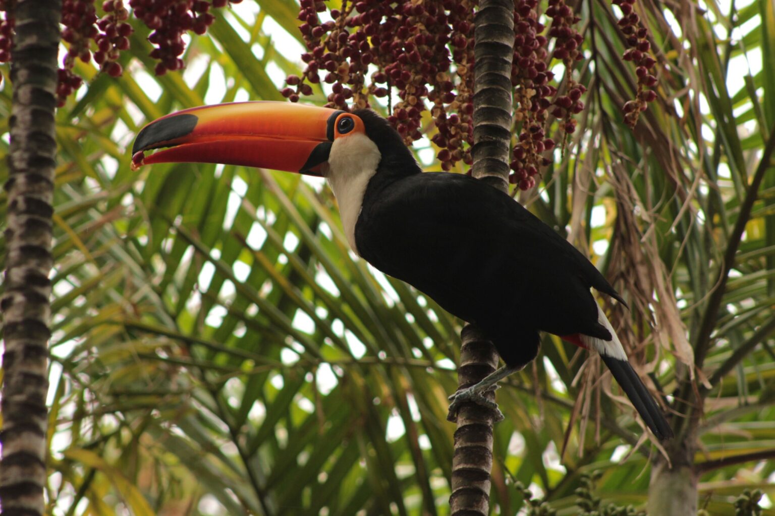 Estudo Revela Impacto das Áreas Verdes na Diversidade de Aves em Belo Horizonte Estudo Revela Impacto das Áreas Verdes na Diversidade de Aves em Belo Horizonte