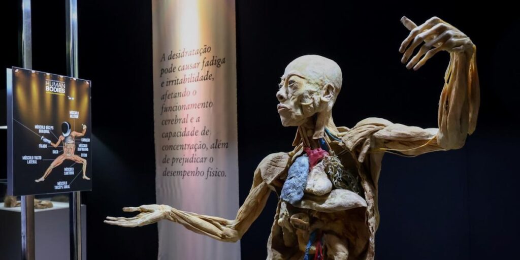 Exposição Internacional 'Human Bodies' Revela a Anatomia Humana em BH