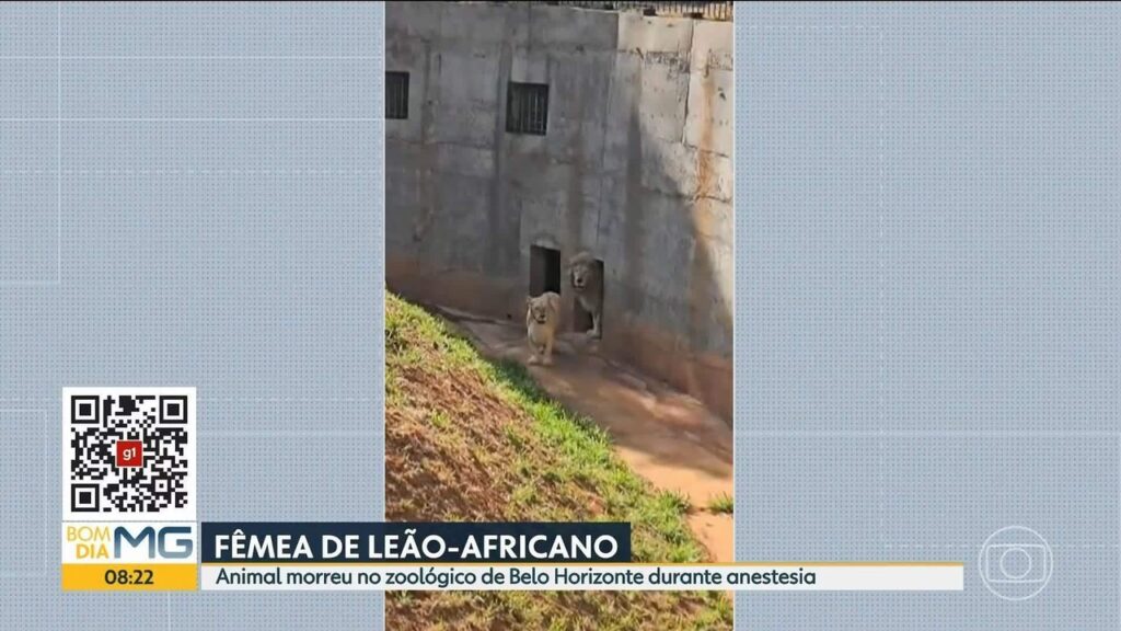 Morte de Leoa e Chimpanzé no Zoo de BH: Investigação Revela Doenças Anteriores Morte de Leoa e Chimpanzé no Zoo de BH: Investigação Revela Doenças Anteriores