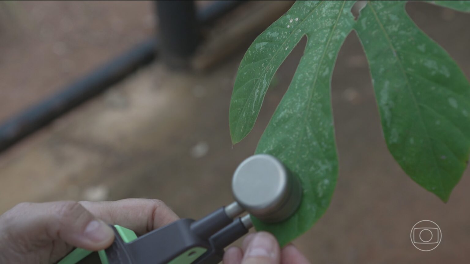 Plantas Nativas de Minas Gerais Podem Restaurar Terrenos Atingidos por Rejeito de Minério