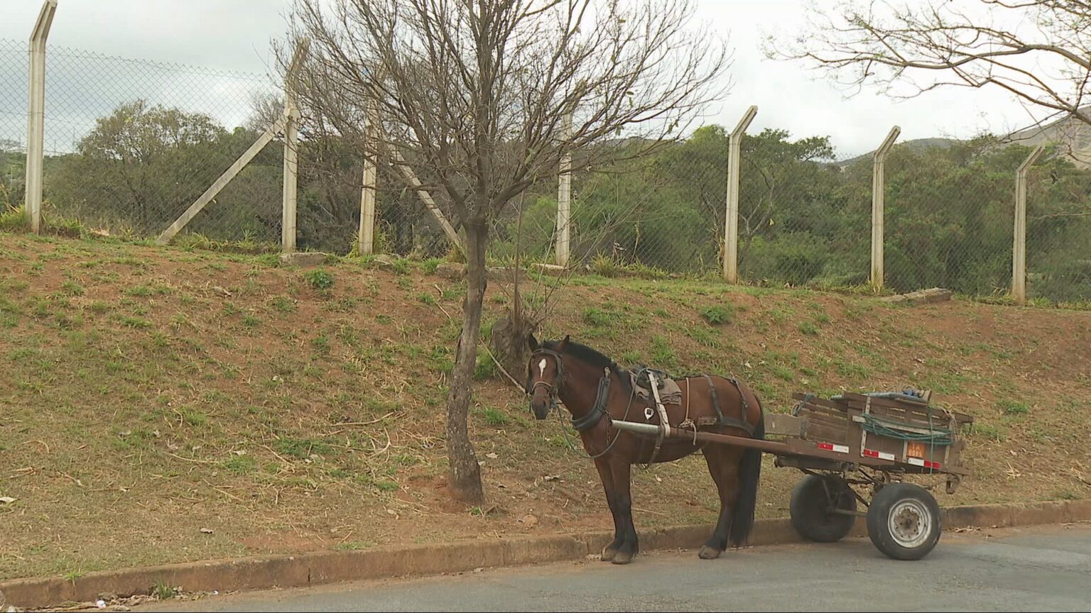 Proibição de Carroças em BH: Medida Começa a Valer com Multas Suspensas Proibição de Carroças em BH: Medida Começa a Valer com Multas Suspensas