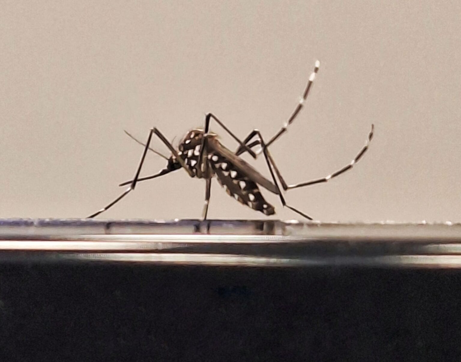 Dengue em Minas Gerais: 6 Mortes Confirmadas e Mais de 8 Mil Casos Notificados