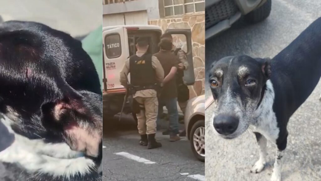 Minas Gerais: Mais de Mil Casos de Maus-Tratos a Animais em 2026 e Legislação em Foco Minas Gerais: Mais de Mil Casos de Maus-Tratos a Animais em 2026 e Legislação em Foco