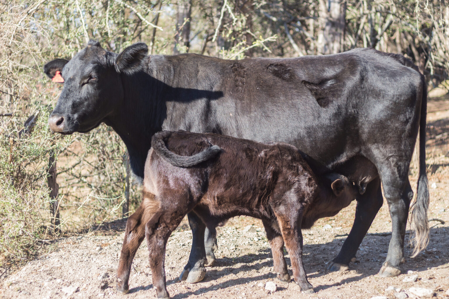 Abril Laranja: Manutenção do Bem-Estar Animal é Essencial no Desmame de Bezerros Abril Laranja: Manutenção do Bem-Estar Animal é Essencial no Desmame de Bezerros
