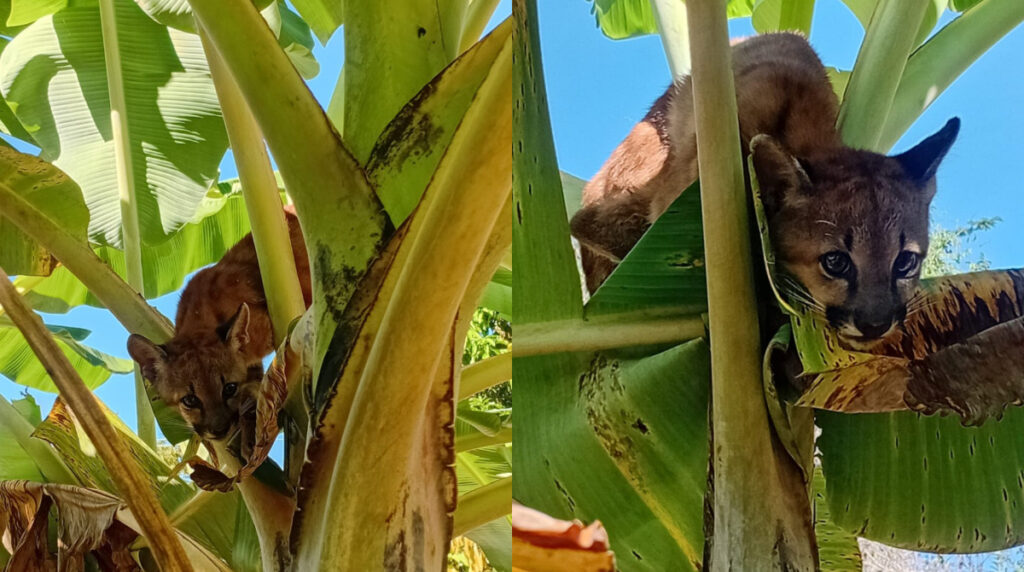 Resgate Inusitado: Filhote de Onça-Parda Encontrado em Bananeira em Minas Gerais
