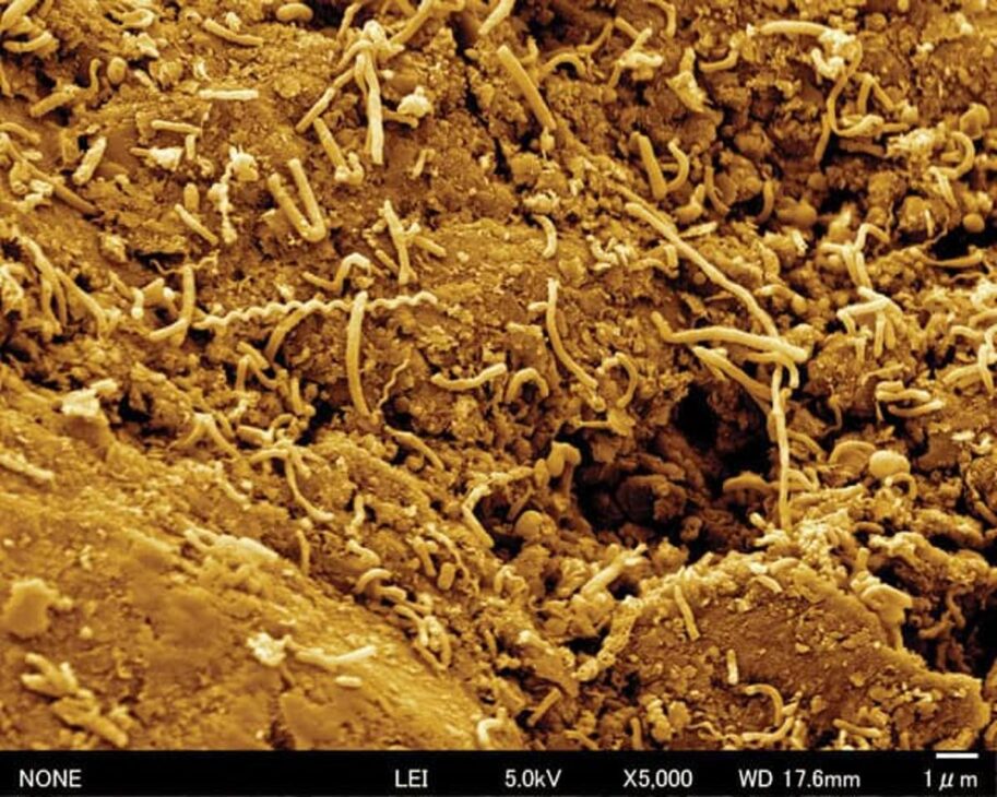 Terremotos nas Zonas de Subducção Podem Reativar Micróbios Antigos e Transformar o Fundo do Oceano Terremotos nas Zonas de Subducção Podem Reativar Micróbios Antigos e Transformar o Fundo do Oceano