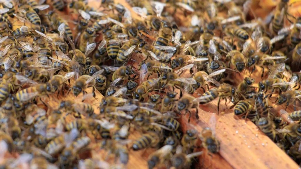 Ataque de abelhas em Ibirité: entenda os riscos e como agir diante das picadas Ataque de abelhas em Ibirité: entenda os riscos e como agir diante das picadas