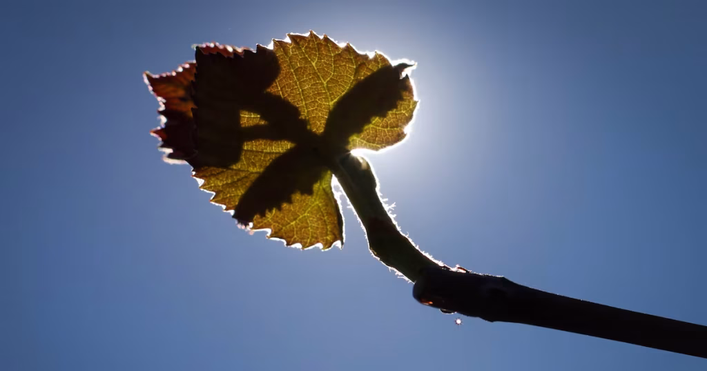 Baixa Cobertura de Seguros Aumenta Vulnerabilidade do Agronegócio à Crise Climática Baixa Cobertura de Seguros Aumenta Vulnerabilidade do Agronegócio à Crise Climática