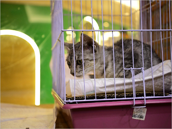 Sucesso na Adoção: Mais de 15 Animais Encontram Lar em Feira em Juazeiro do Norte Sucesso na Adoção: Mais de 15 Animais Encontram Lar em Feira em Juazeiro do Norte