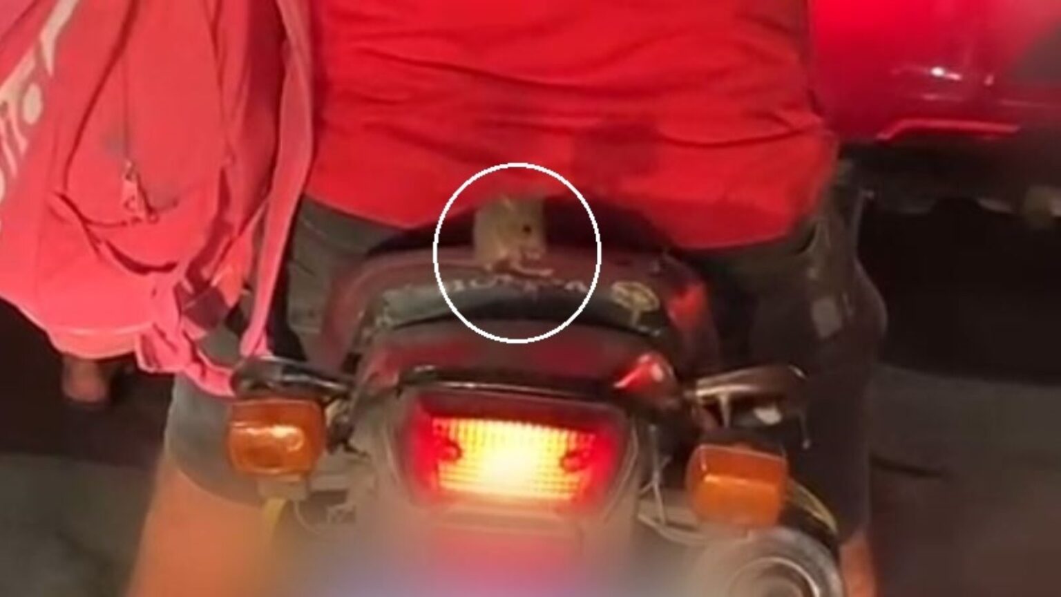 Rato é flagrado ‘pegando carona’ em moto no Ceará; confira o vídeo Rato é flagrado 'pegando carona' em moto no Ceará; confira o vídeo