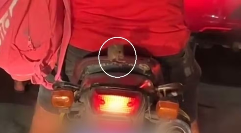 Rato Surpreende ao ‘Pegar Carona’ em Moto e Se Banhar Durante Trajeto no Ceará Rato Surpreende ao 'Pegar Carona' em Moto e Se Banhar Durante Trajeto no Ceará