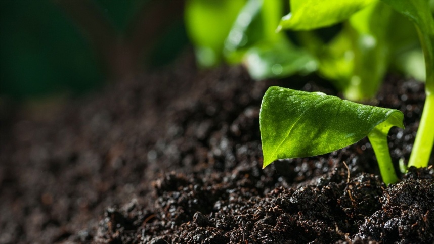 A Importância da Saúde do Solo para a Agricultura Sustentável A Importância da Saúde do Solo para a Agricultura Sustentável