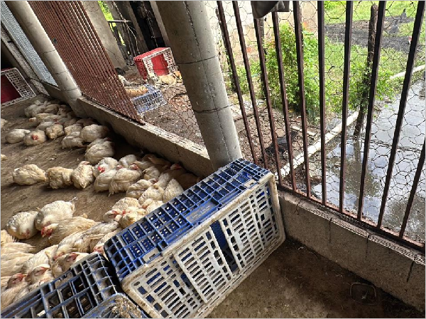 Fiscalização de Abatedouros em Juazeiro do Norte: Irregularidades Identificadas em Inspeção Imagem do artigo