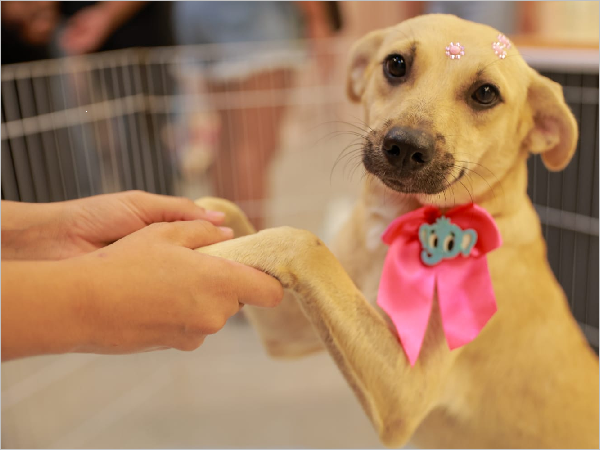 Adoção de Animais em Juazeiro do Norte: 17 Novos Lar Para Cães e Gatos Adoção de Animais em Juazeiro do Norte: 17 Novos Lar Para Cães e Gatos