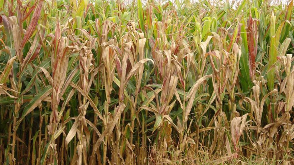 Cigarrinha-do-milho: Prejuízos de US$ 25,8 bilhões impactam o agronegócio na Bahia