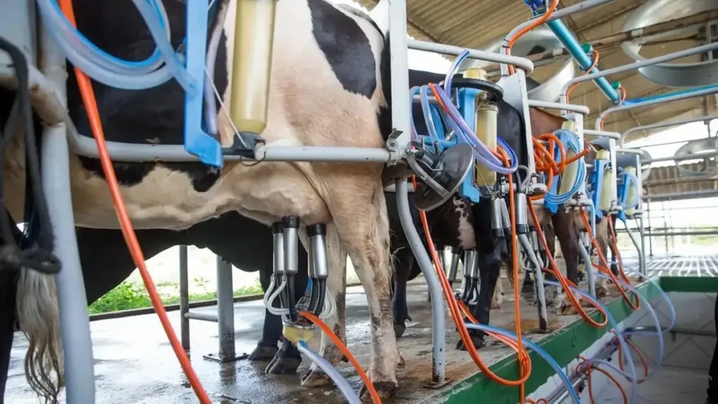 Pecuária Cearense Revoluciona Setor com Biogenética e Tecnologia Avançada Pecuária Cearense Revoluciona Setor com Biogenética e Tecnologia Avançada