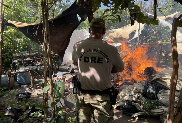 Polícia Federal Combate Plantio Ilegal de Maconha em Terra Indígena no Maranhão Polícia Federal Combate Plantio Ilegal de Maconha em Terra Indígena no Maranhão