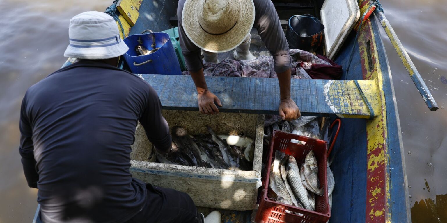 Pescadores Recebem 6º Lote do Seguro-Defeso: Benefício de R$ 179,7 Milhões Pescadores Recebem 6º Lote do Seguro-Defeso: Benefício de R$ 179,7 Milhões