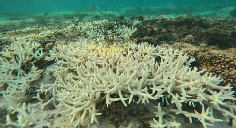 O Mundo Alcança o Primeiro Ponto de Não-Retorno Climático com a Mortalidade dos Corais Imagem do artigo