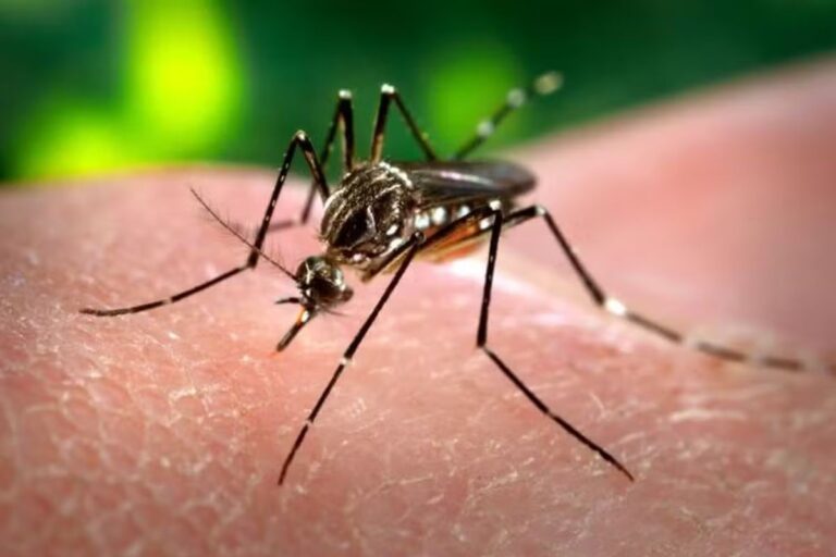 Como a Bactéria Wolbachia Pode Transformar a Luta Contra Dengue, Zika e Chikungunya