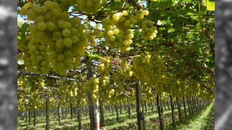 Vale do São Francisco: Uma Riqueza Agrícola e Turística em Crescimento