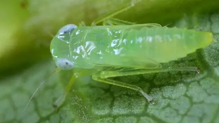 Estratégias de Manejo Eficazes Contra a Cigarrinha: Protegendo Culturas com Tecnologia Estratégias de Manejo Eficazes Contra a Cigarrinha: Protegendo Culturas com Tecnologia