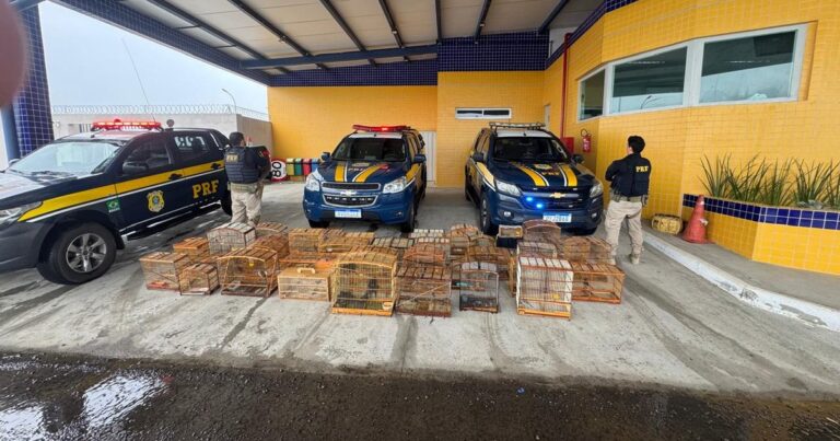 Polícia Rodoviária Federal Resgata 137 Aves Silvestres em Ação Contra Comércio Ilegal